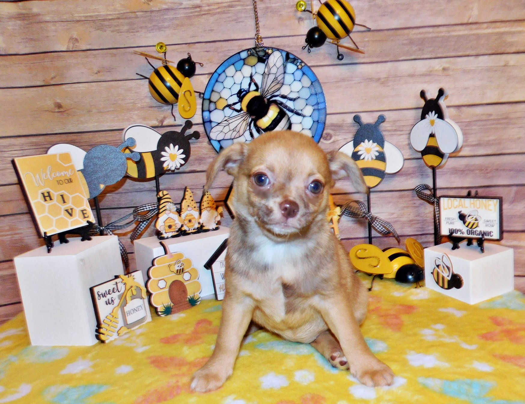 chocolate fawn merle chihuahua puppy