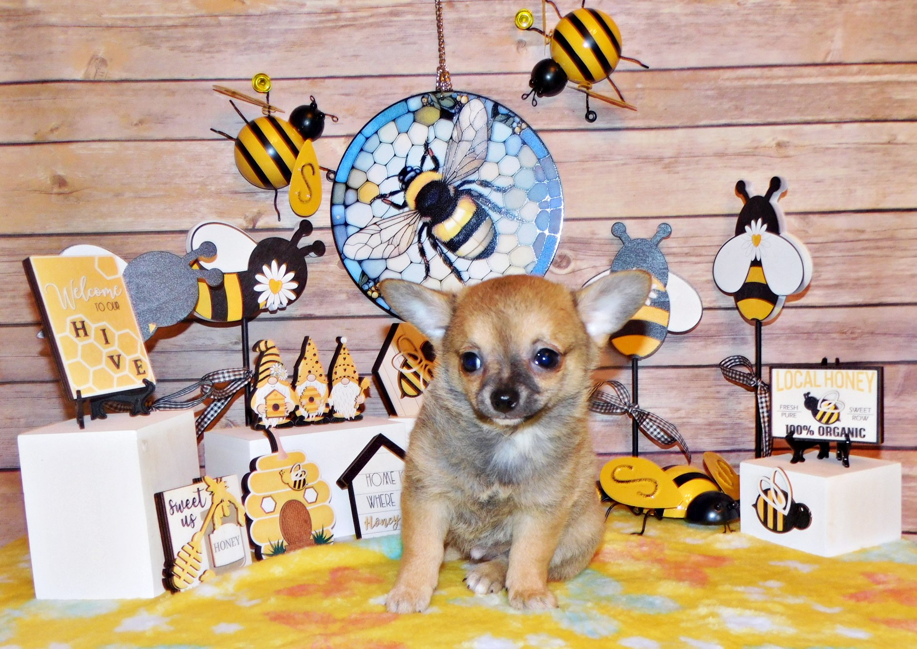 chihuahua puppies for sale in Arkansas