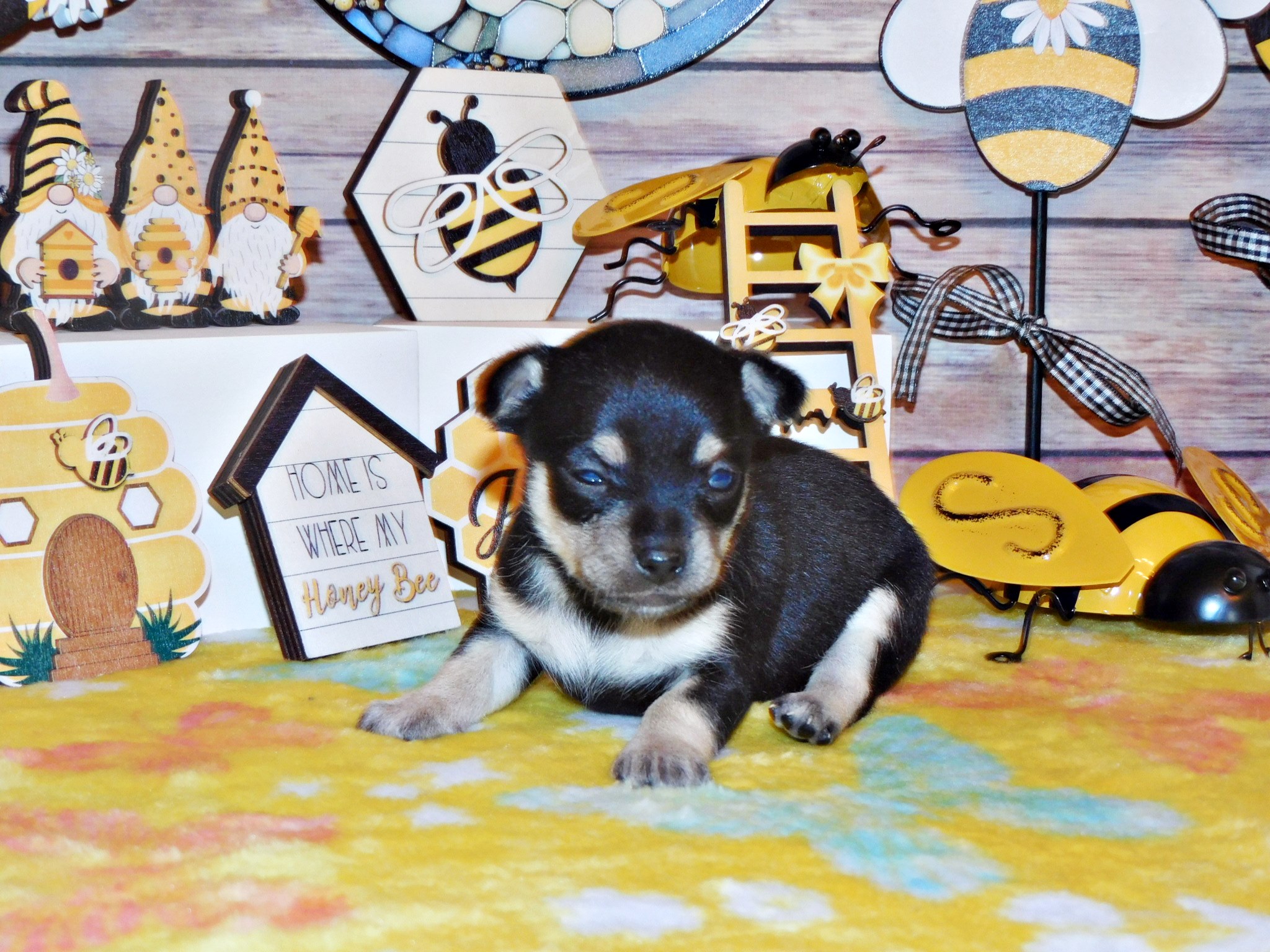 Chihuahua puppies for sale near me