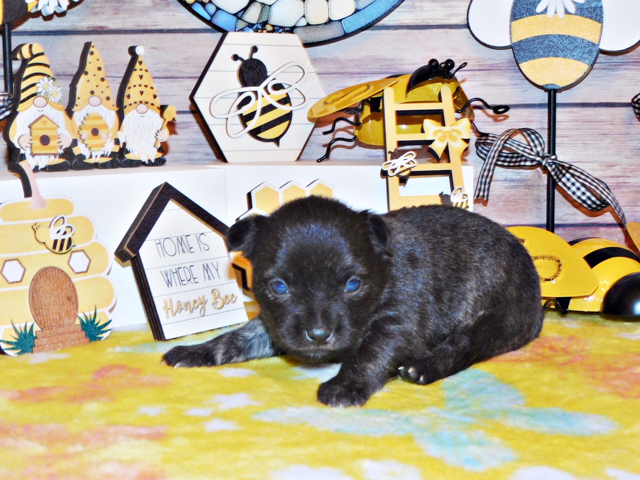 Reverse brindle Chihuahua puppy